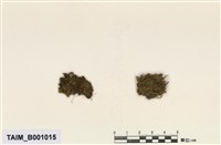 藏品(同葉苔屬)的圖片